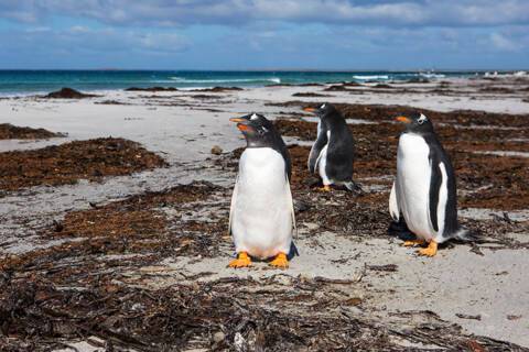 Port Stanley, Falkland Islands