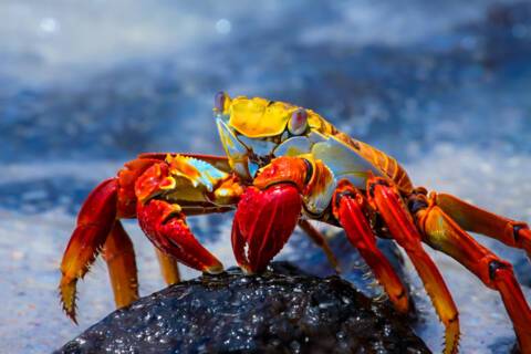 Cruises to the Galapagos