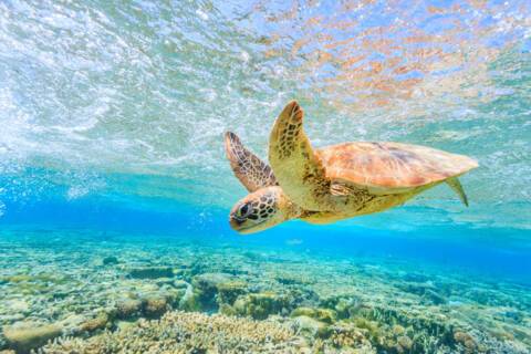 Great Barrier Reef