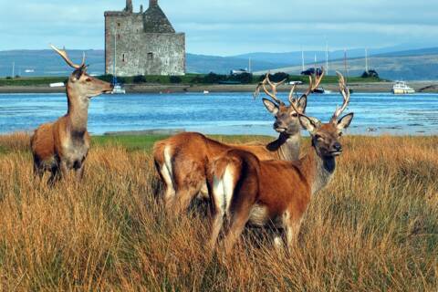 Isle of Arran, Scotland