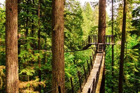 Capilano Suspension Bridge, Vancouver