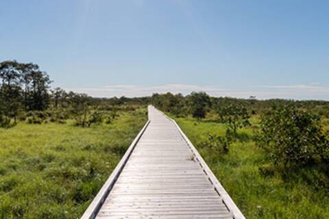 A view of the boardwalk in Kushiro Shitsugen National Park