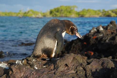 Visit Elizabeth Bay on a cruise to the Galapagos Islands