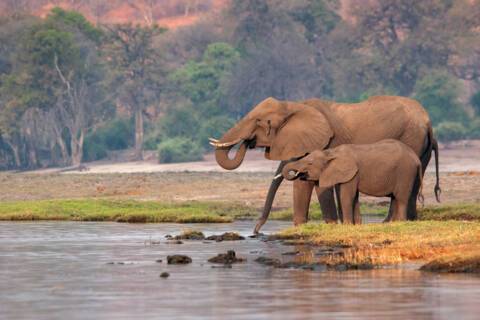 Elephants at Chobe National Park