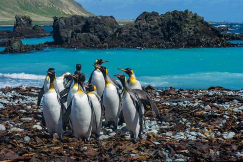 Macquarie Island