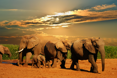 African Elephants