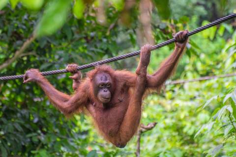 Sepilok Orangutan