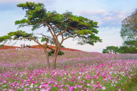 Hitachinaka, Japan