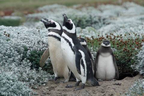 Penguins of the Chilean Fjords