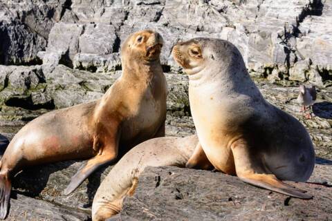 Beagle Channel, Argentina