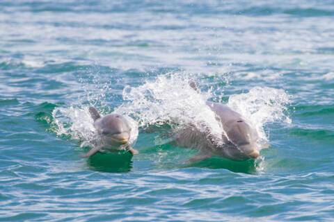 Cebaco Island, Panama