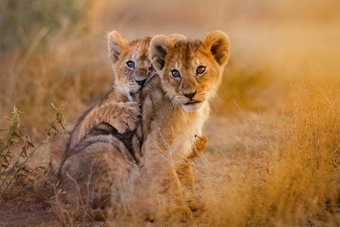 Lion cubs, South Africa