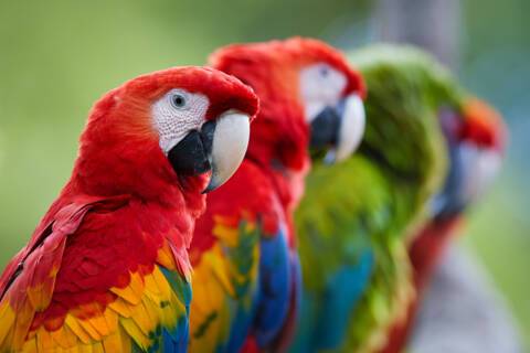 Scarlet Macaw - Curu, Costa Rica