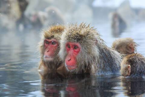 Snow Monkeys, Japan