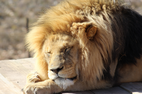 Lion, South Africa